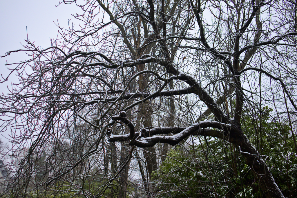 Snow on trees Amstelpark Amsterdam, the Netherlands.