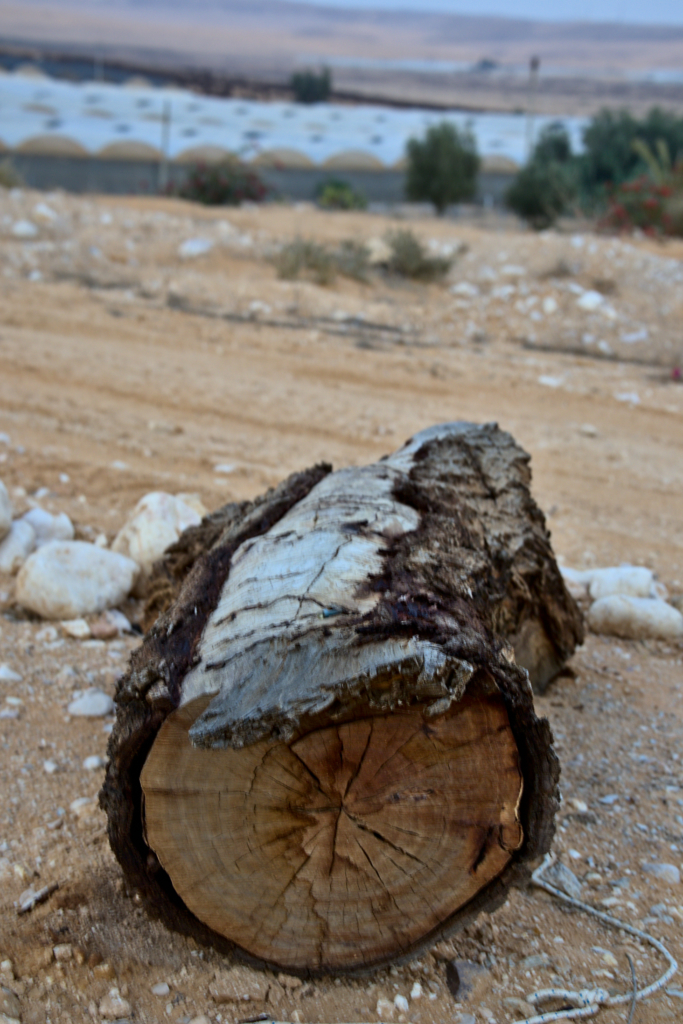 Trunk with a view, Negev Israel.