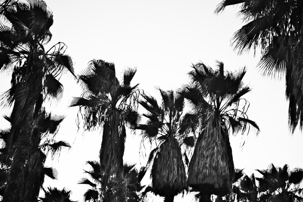 Palm trees Tel Aviv, Israel.