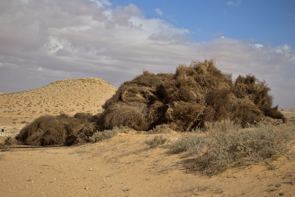 The Negev desert, Israel.