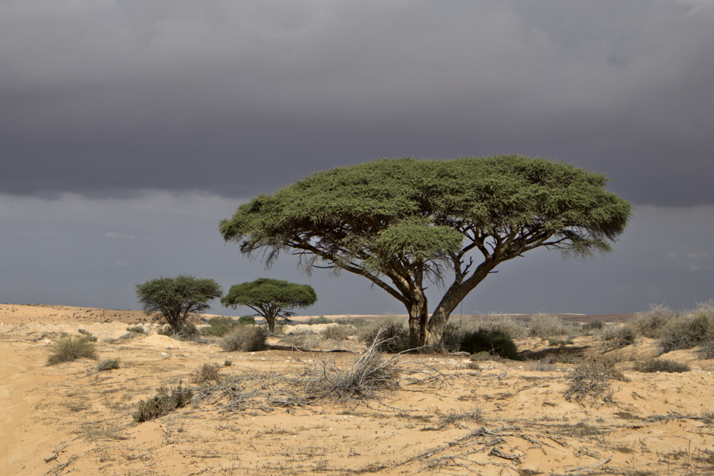 3 Acacia trees in the Negev desert, Israel.