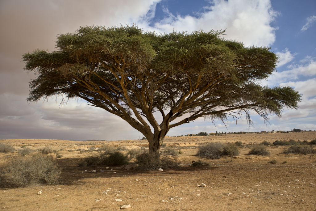 Acacia tree in the Negev desert, Israel.