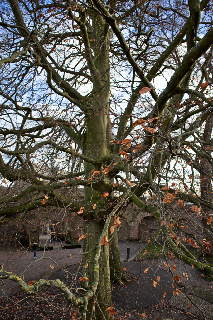 Tree in motion Leiden, the Netherlands.